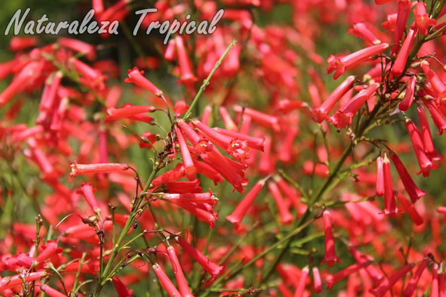 Otra imagen de las flores de la planta Lágrimas de Cupido, Russelia equisetiformis