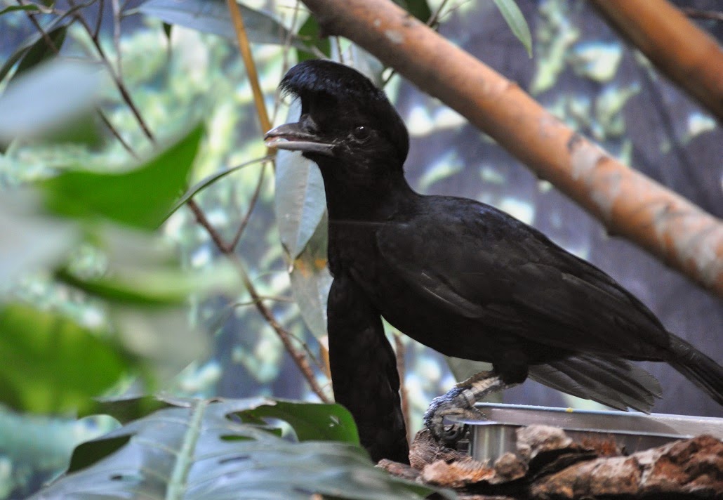 ZOOTOGRAFIANDO (6.057 ANIMALS): AVE PARAGUAS / LONG-WATTLED UMBRELLABIRD (Cephalopterus