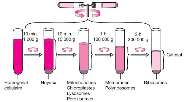 Les principales étapes de la centrifugation différentielle d’un homogénat cellulaire