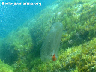 https://www.biologiamarina.org/taliaceo-salpa-maggiore/