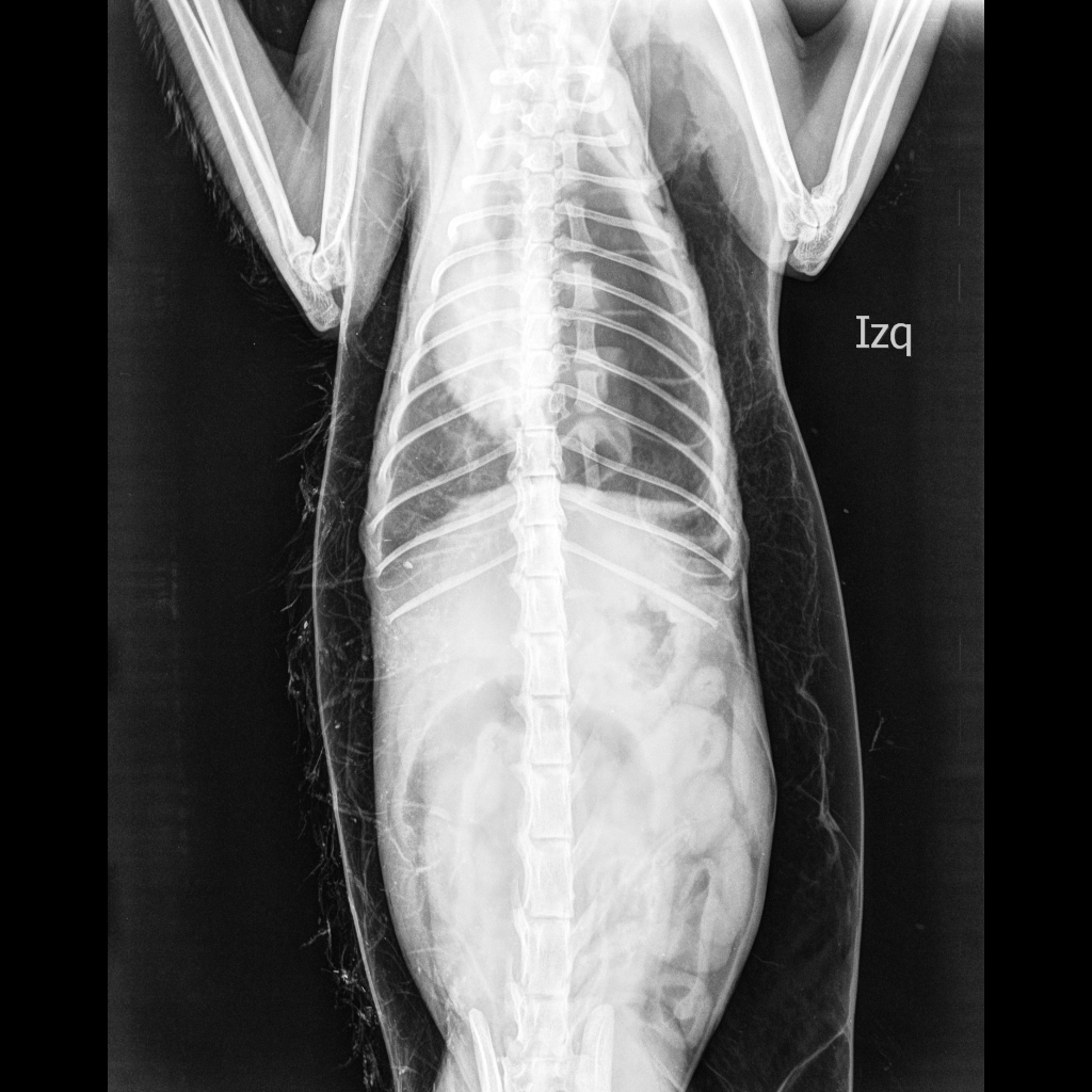 CLINICA VETERINARIA FAUNA HOGAR Caso clínico Enfisema subcutáneo en