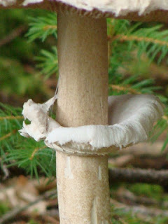 Chlorophyllum rhacodes DSC45535