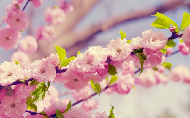 10 Gambar Wallpaper Bunga Sakura