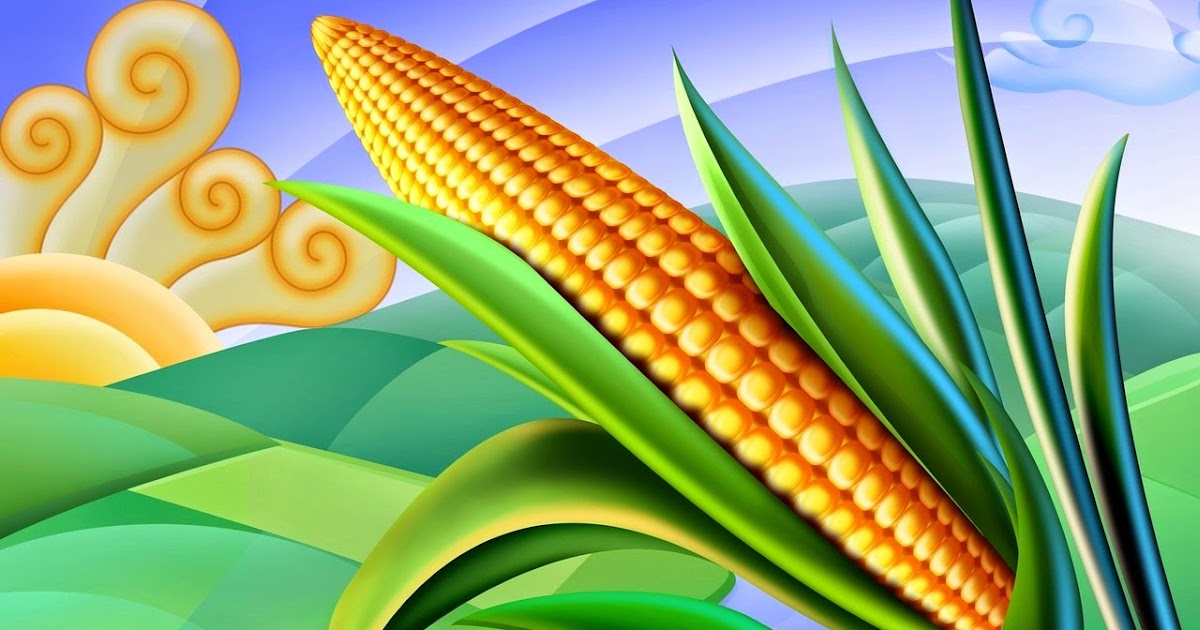 Mewarnai Gambar Jagung Mewarnai Gambar Mewarnai Gambar Jagung Mewarnai Gambar