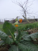 Orange Cowslip 2012/m5