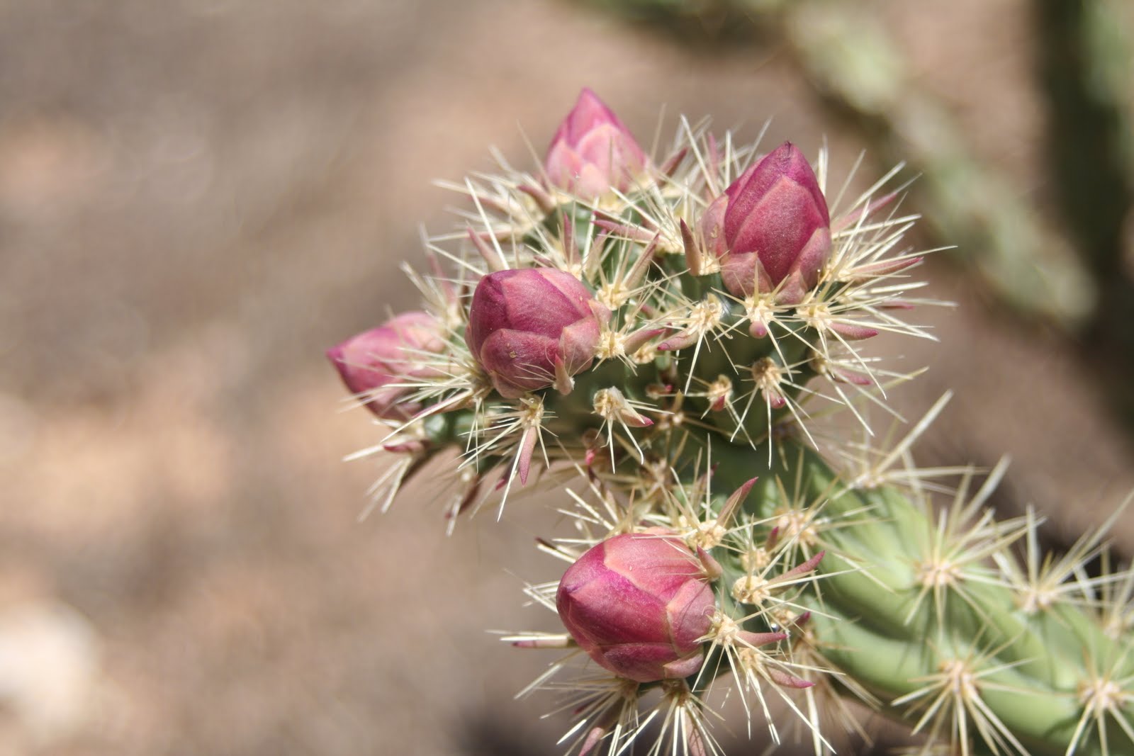 Practical Biology science for everyone Cholla flower bud