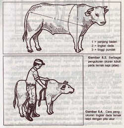 Mengukur Pundak - Halak Hita Fashion: Cara Mengukur Badan Untuk Menjahit : Cara mengukur lingkar dada ternak sapi.