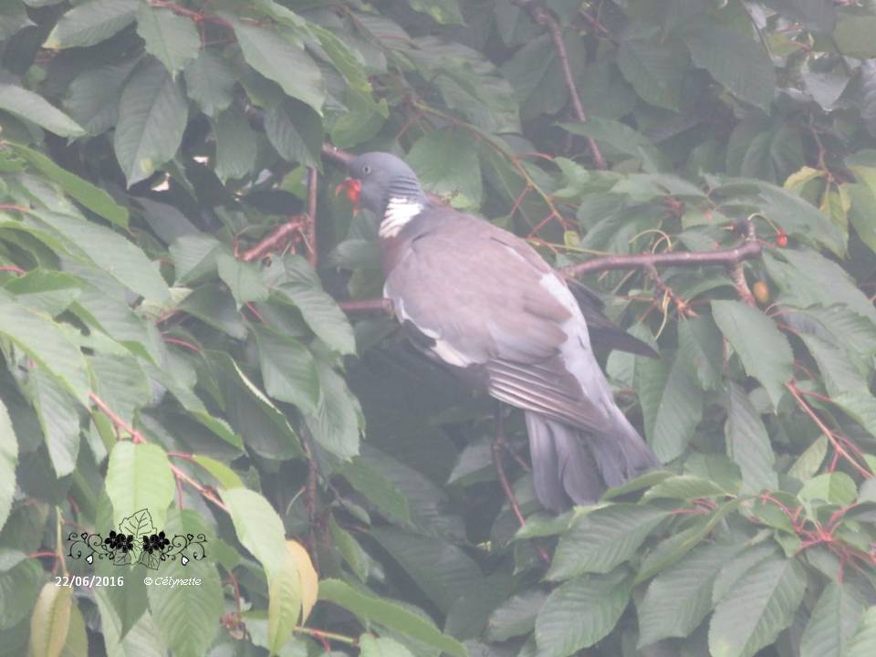 Bêtes à plumes, à pwal, de tout bord, mère nature qui nous gâte... Diapositive4