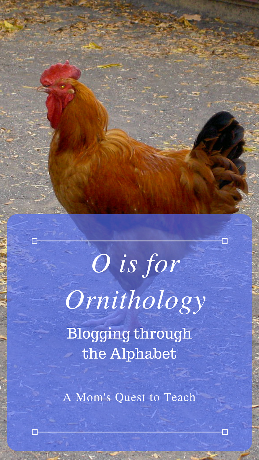 A Mom's Quest to Teach: O is for Ornithology (Blogging through the