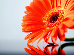 daisy flower wallpapers desktop daisies flowers pretty bright orange daises resolution pink sunflower