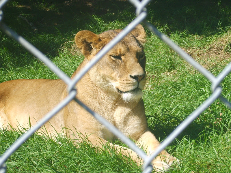 Just Lions Dartmoor Lions 2007