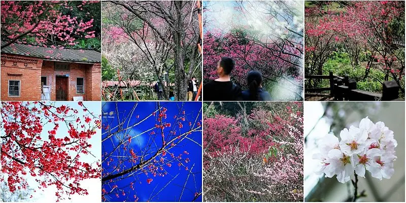 三峽櫻花 台灣櫻花季