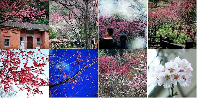 台灣賞櫻花景點-秘境資訊