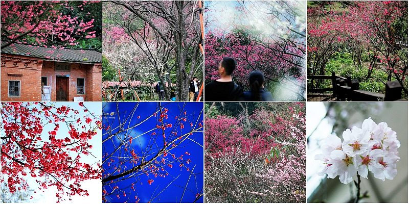 台灣賞櫻花景點-秘境資訊 台灣賞櫻花景點-秘境資訊