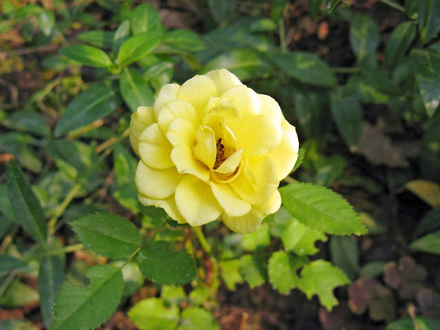 карликовая роза
