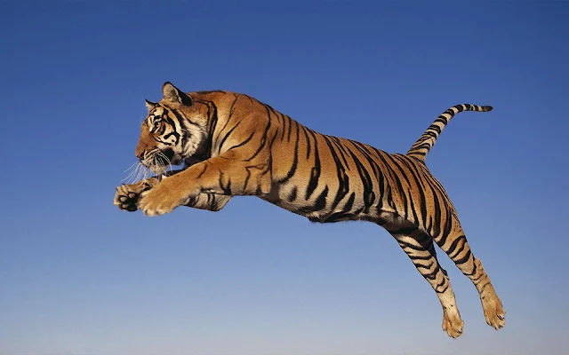 Tijger achtergrond met springende en aanvallende tijger