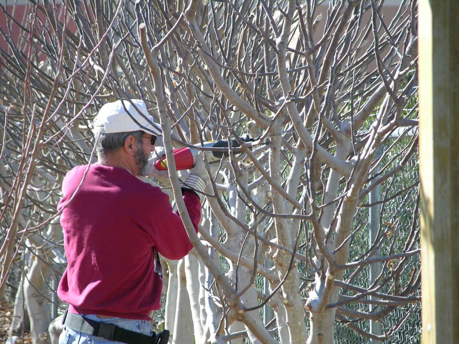 Xtremehorticulture of the Desert Let's Get Ready to Prune Fruit Trees!