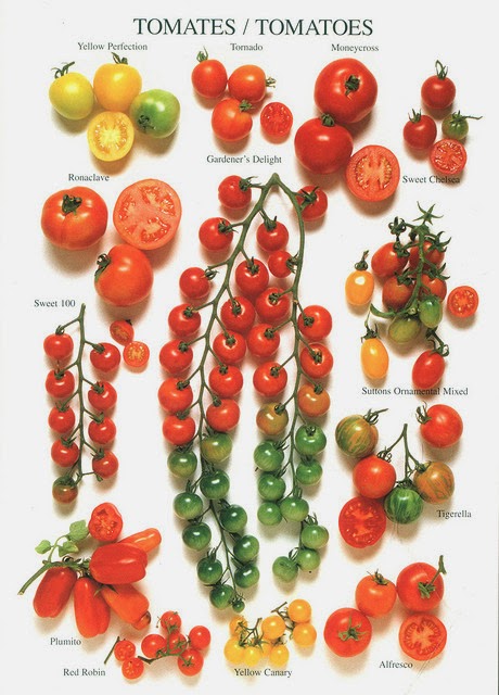 Garden and Farms: Tomato Varieties
