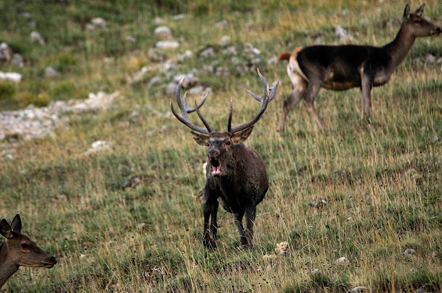 bramito di cervo