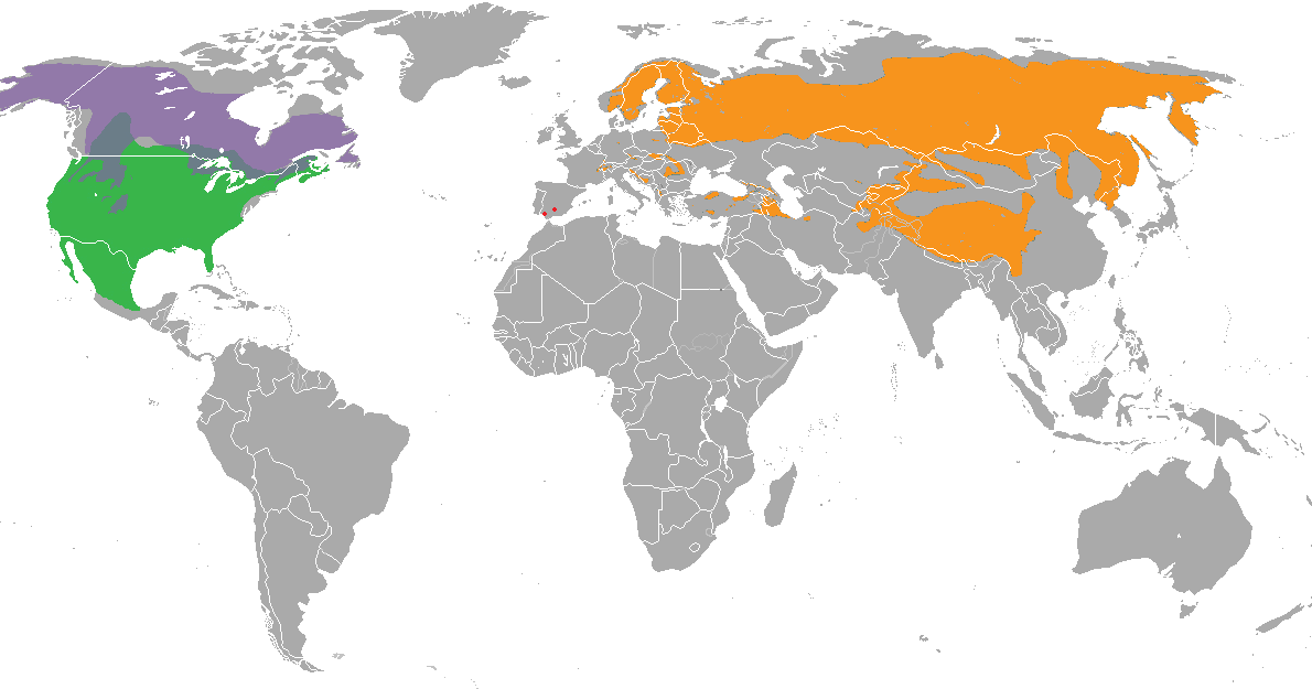 Abe's Animals Total lynx range map