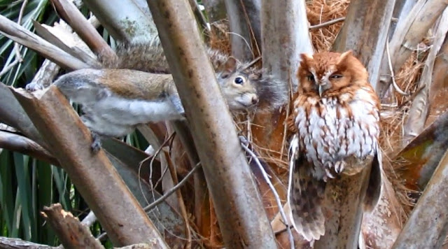 Eastern Screech Owl Attacks Squirrel