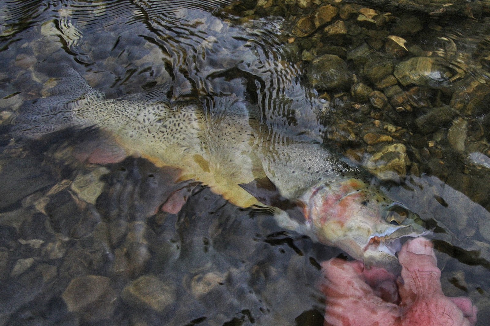 Fly Paper Big Trout in Small Streams Nothing Finer!