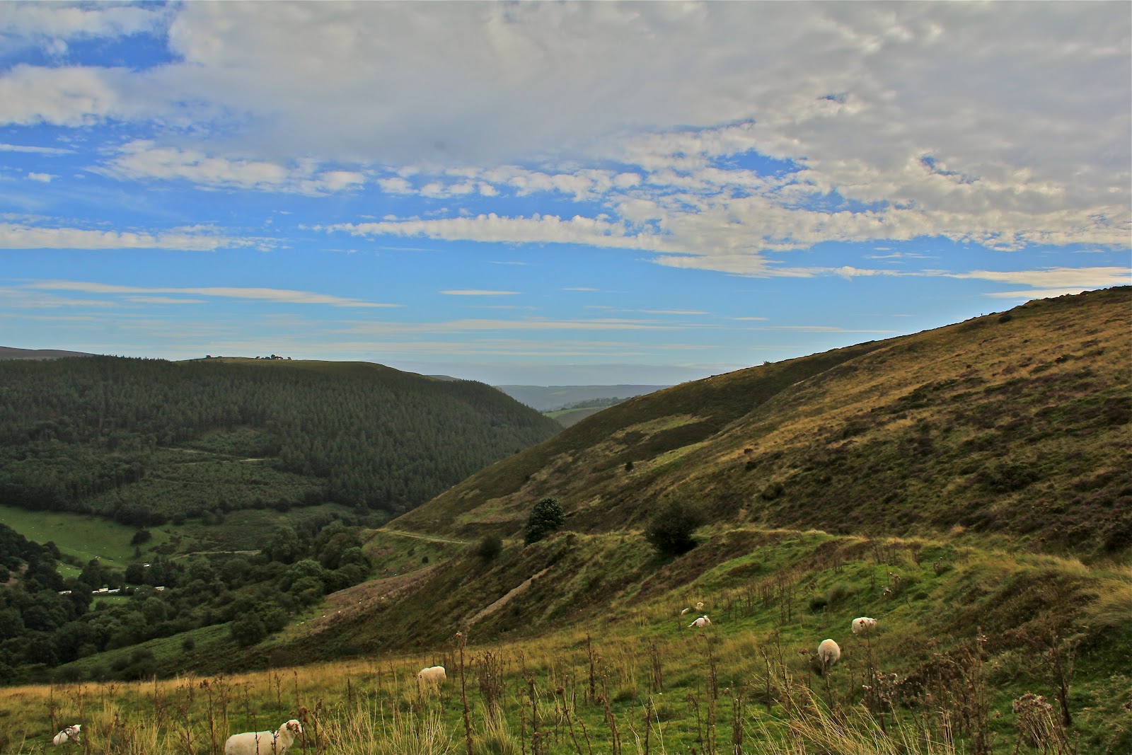 Travelling Diary Trekking to Horseshoe Pass and Falls, North Wales