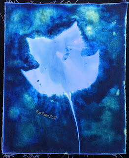 Wet cyanotype_Sue Reno_Image 103