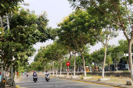 Sắc hoa vàng Đà Nẵng - Ảnh 3 Sac hoa vang Da Nang - Anh 3