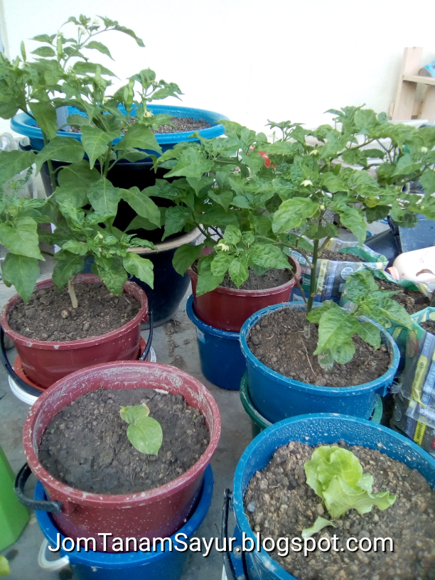 Jom Tanam Sayur Jts Perkembangan Tanaman Sistem Nutripot Ringkas