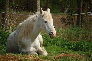 White horse sleeping while lying down in a field
