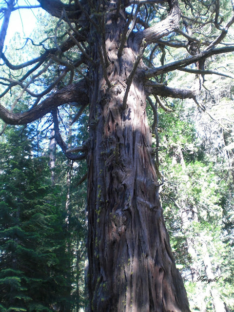 Vida Eco & Ikapon: Día del Árbol.