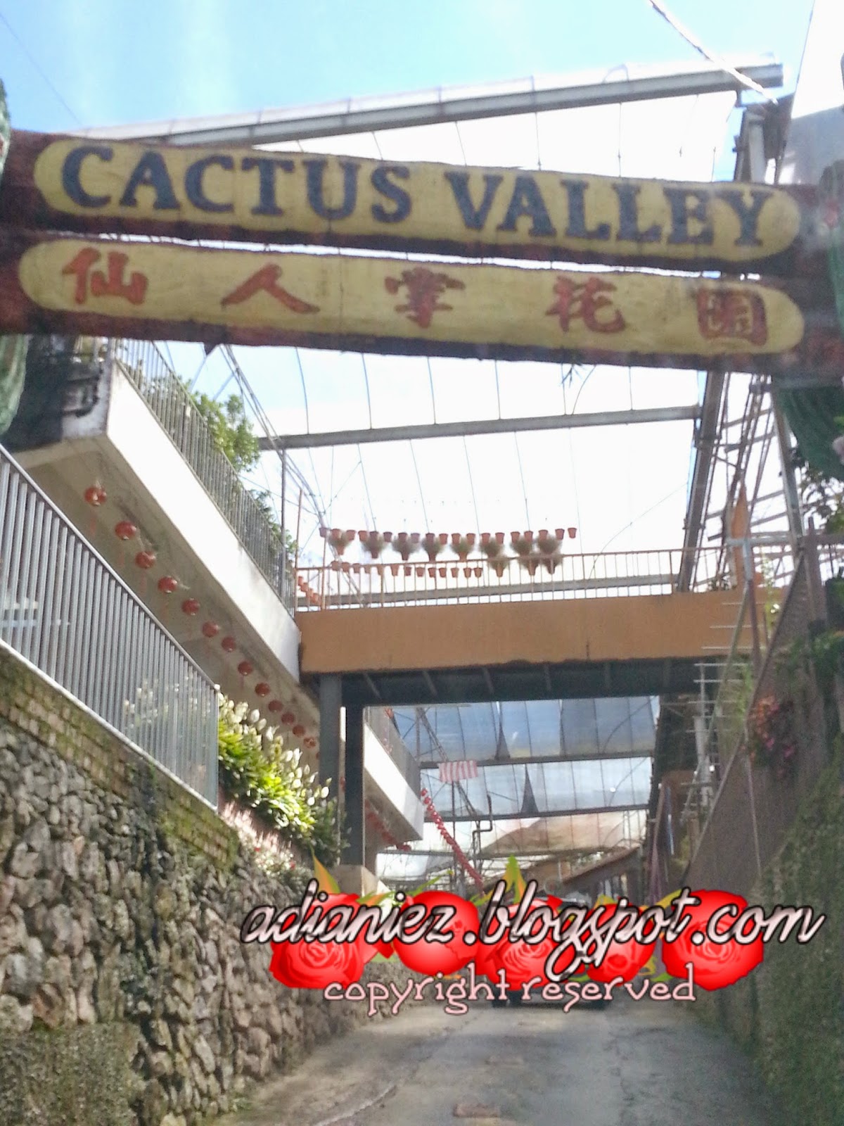 CACTUS VALLEY & BIG RED STRAWBERRY FARM ~ MARI KITA GI PETIK STRAWBERRY ANAK-ANAK IBU