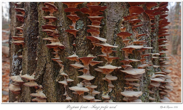 Dogtown forest: Fungi prefer wood