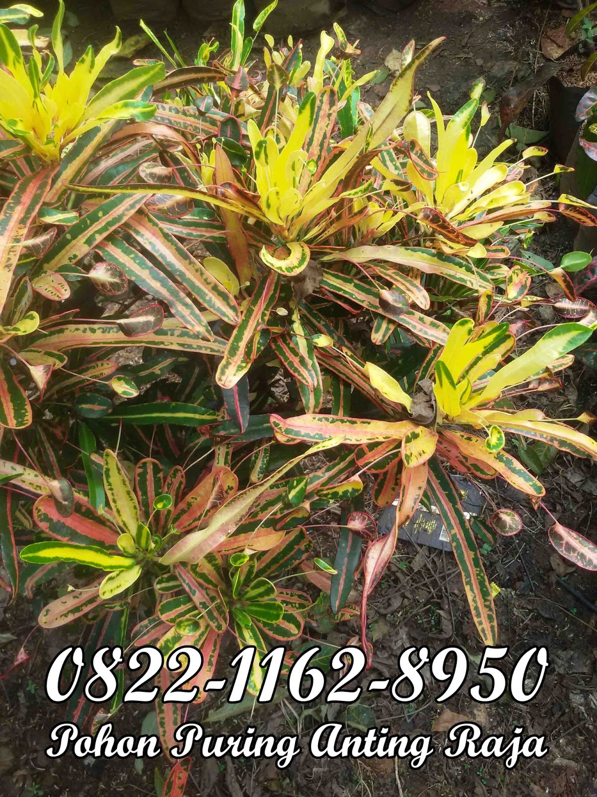 JUAL ANEKA POHON PURING POHON PURING HIAS TANAMAN PERDU TANAMAN