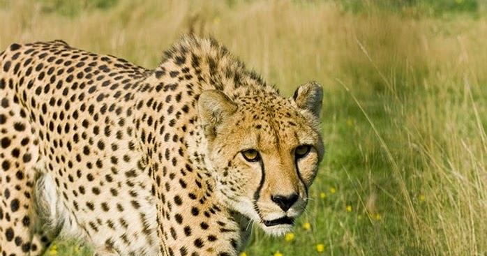 Parc safari montreal discount coupons