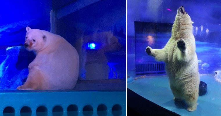 Urso Polar Reino