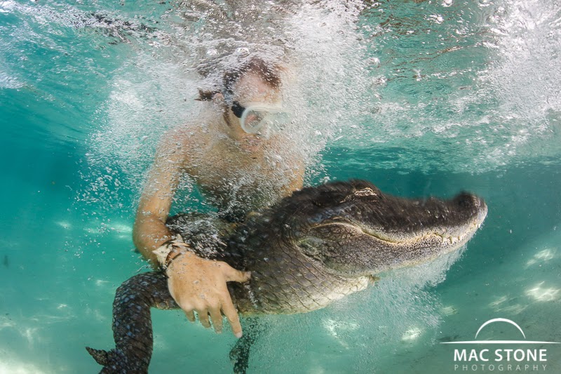 Mac Stone Photography Blog Swimming with Alligators... again