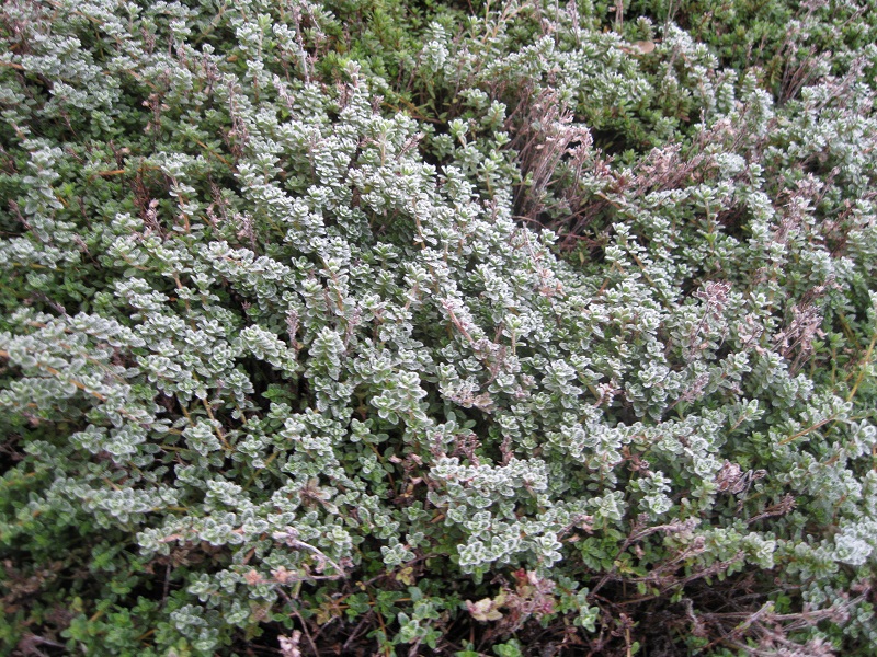 Plants and Stones Thyme For Hard Frost