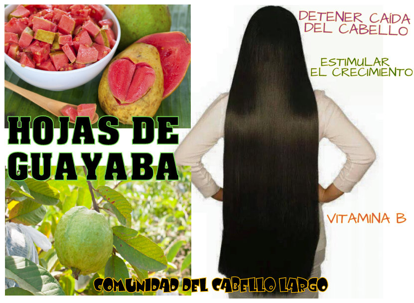 Comunidad del cabello largo CRECE TU CABELLO CON HOJAS DE GUAYABA