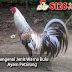 Mengenal Jenis Warna Bulu Ayam Petarung