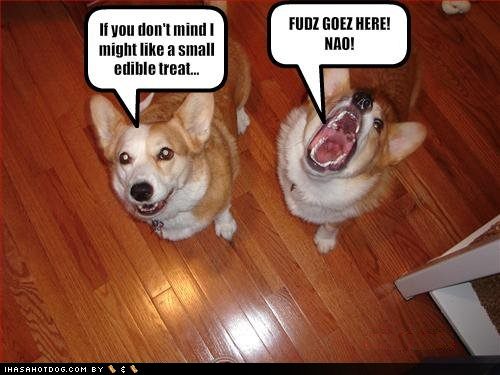 Funny Image Gallery: Funny Pictures Of Dogs With Captions