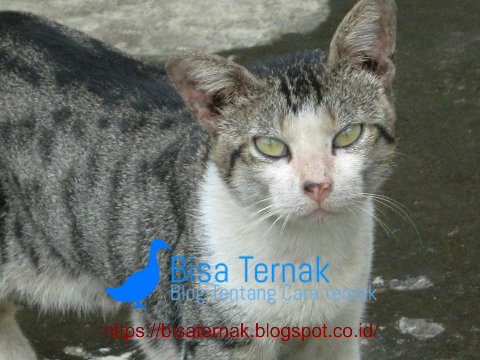 Cara Merawat Kucing Kampung Agar Gemuk dan Bulunya Lebat