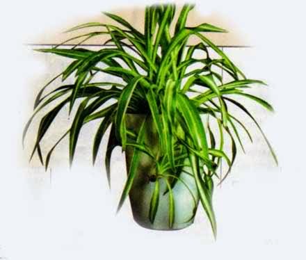 hechizos de amor con velas rosas