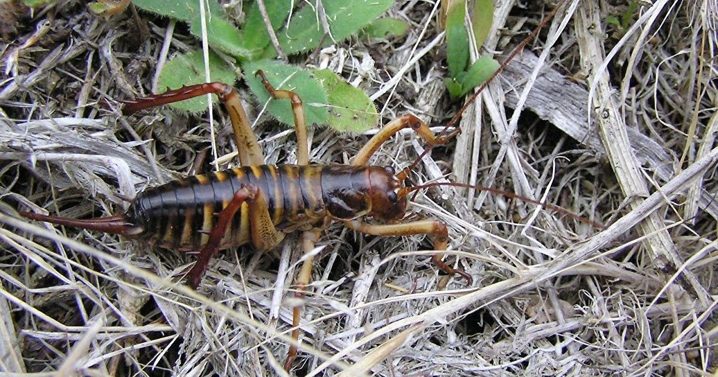 New Zealand rescues the largest insect in the world | The Planet Today