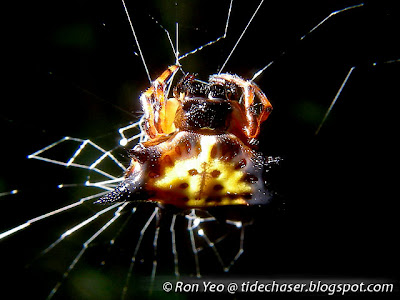 Hasselt's Spiny Spider (Gasteracantha hasseltii)