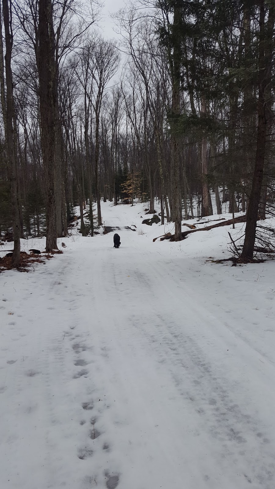 Skiing and Snowshoeing at the Tupper Lake Country Club to Big Tupper