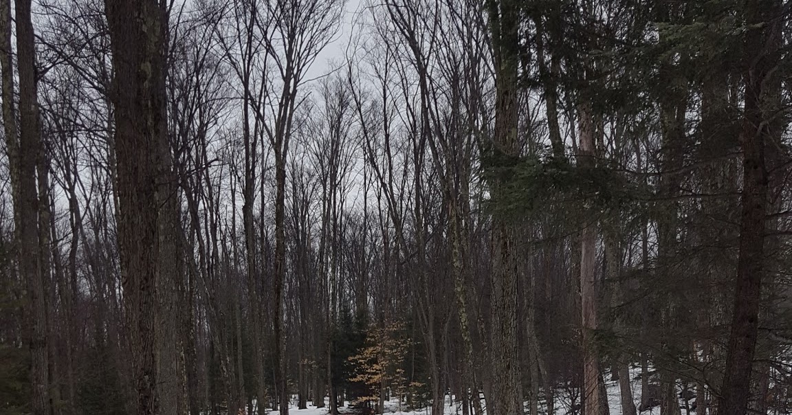 Skiing and Snowshoeing at the Tupper Lake Country Club to Big Tupper