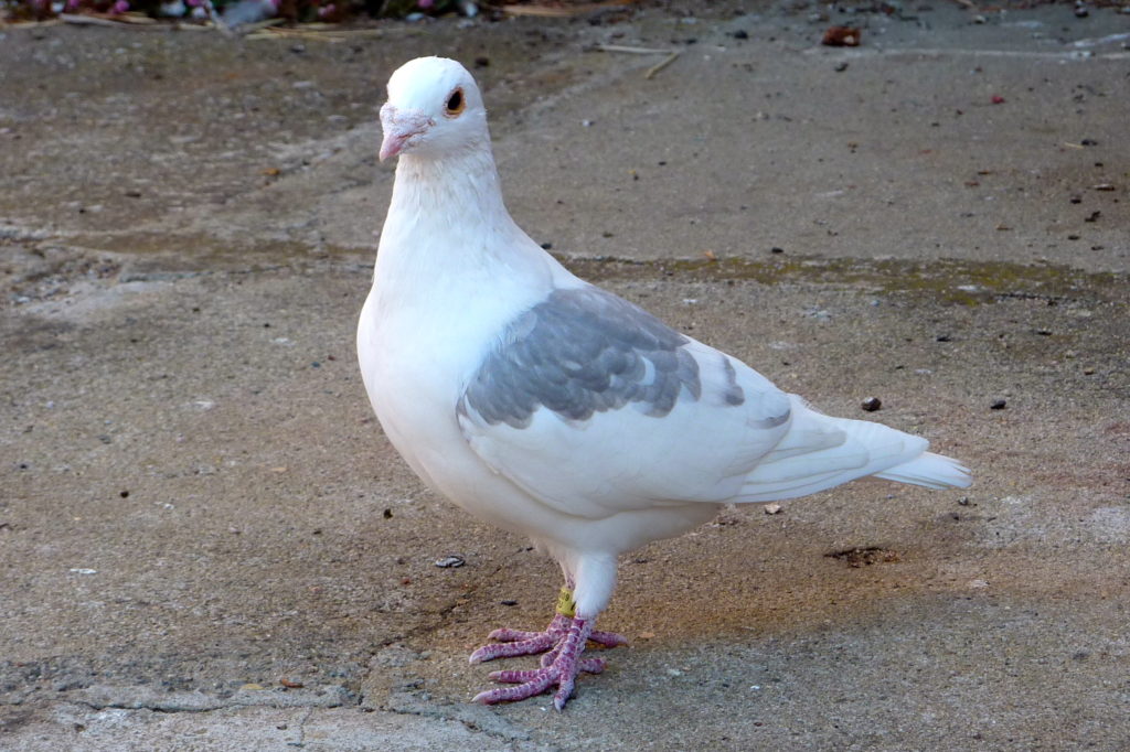 Domestic Pigeon Information and Pictures Amazing Pets For You