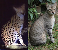 Serval or Koofi the cat?